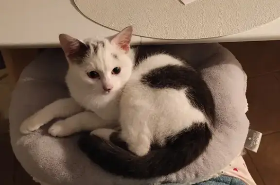 Chaton gris-blanc perdu à Vert-le-Grand - photo