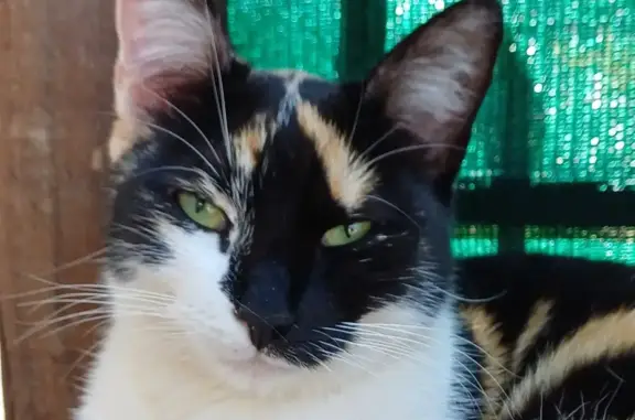 Lost Caliby Cat in Pretoria - Help Find Her!