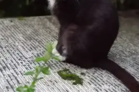 Chat errant non castré adopté - photo