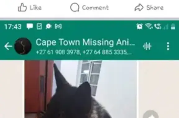 Lost pets , photo: Lost Black German Shepherd Atom - Help!