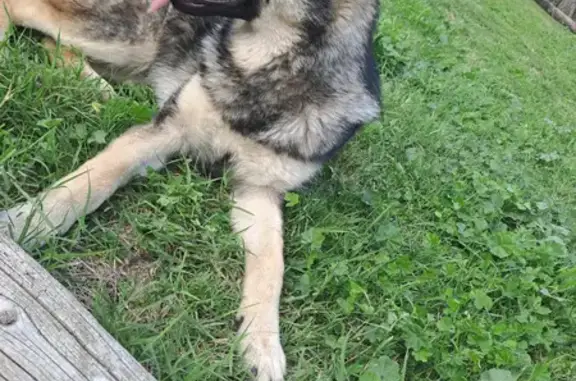 Lost German Shepherds in Kuilsrivier - Help!