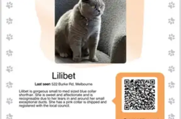 Lost British Shorthair Lilibet - Generous Reward!