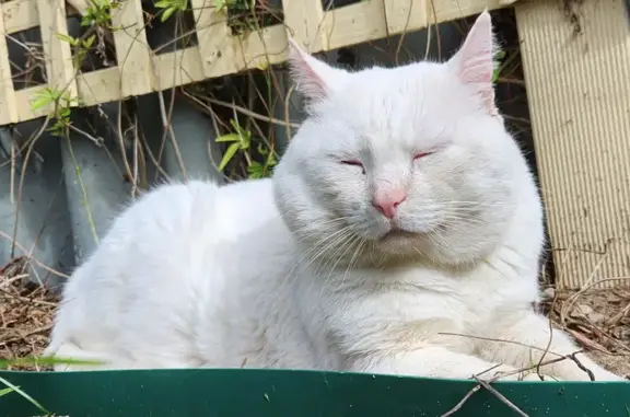 Lost: Big White Male Cat in Stirling, WA