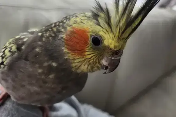 Lost Cockatiel: Yellow Spots, Rosy Cheeks!