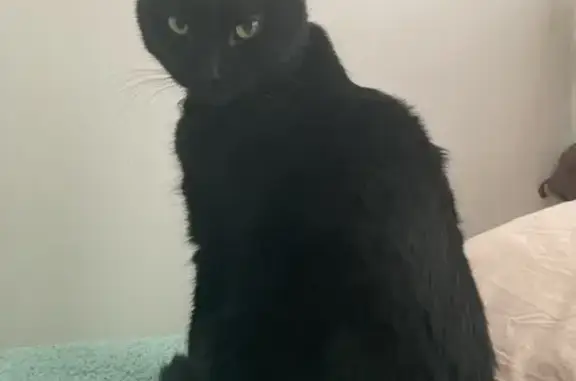 Lost Black Cat in Kingston - Help Find Her!