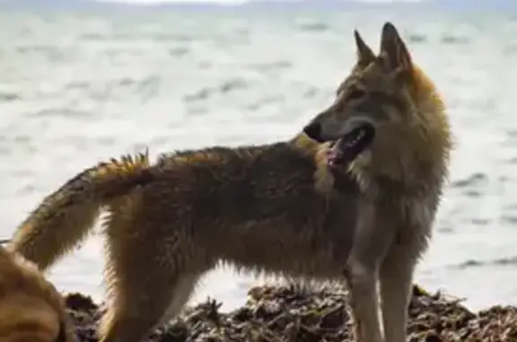 Animaux perdus Cuers, photo: Alerte: Chien-loup Toruk disparu à Cuers