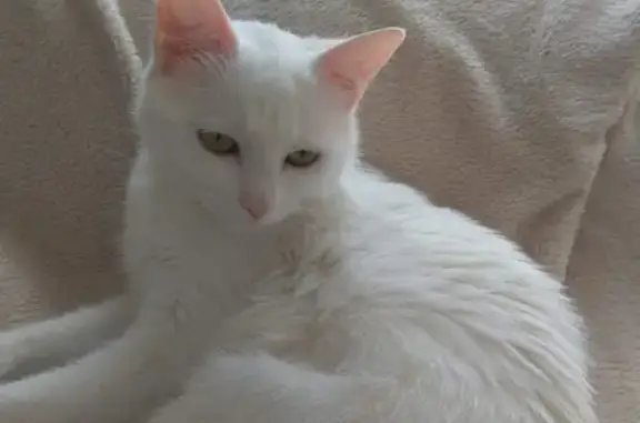 Chat perdu, Wittenheim, photo: Opaline, chatte blanche perdue