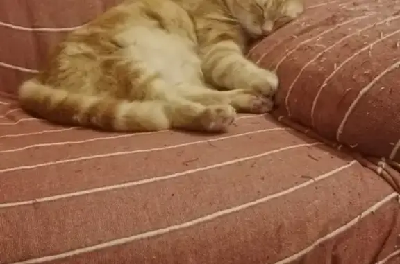 Animaux perdus Castres, photo: Chatte rousse perdue à Castres