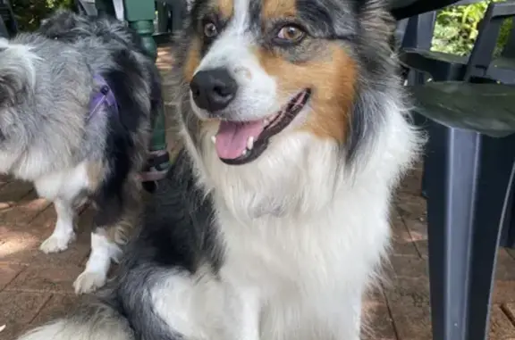 Lost Tri-Color Collie Near Holts Rd, Mackay!