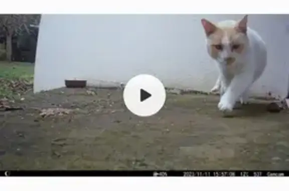 Chat errant nourri à Locmaria - photo