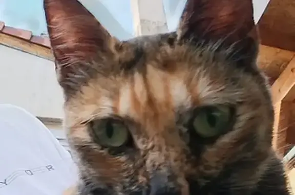 Animaux perdus Hambach, photo: Chatte fauve disparue à Hambach