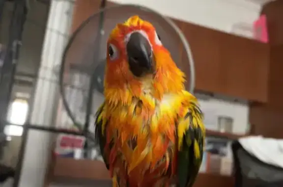 Lost Sun Conure in Jurong West - Help Find!