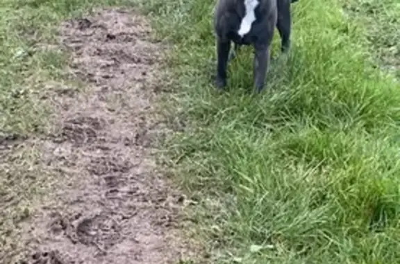 Lost Blue Staffy Puppy in Harwood Dale!