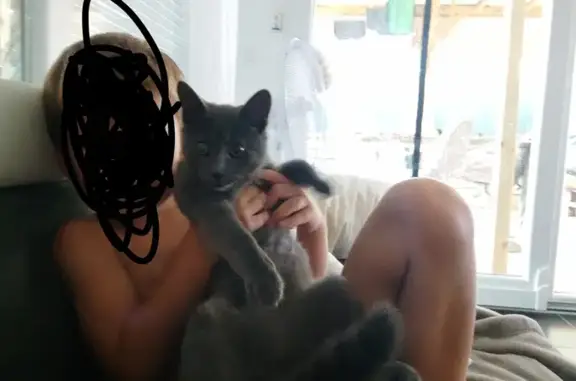Chat perdu, Douvaine, photo: Chatte grise Mimoune perdue