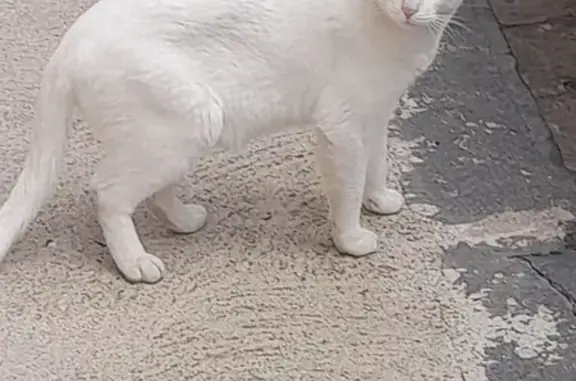 Chat perdu près de Place Zola - photo