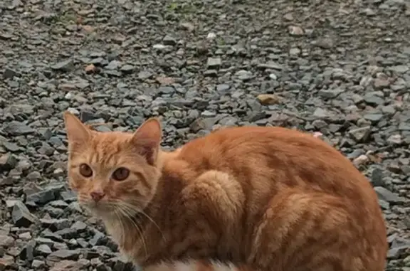Chat tigré roux trouvé au Rusquet - photo
