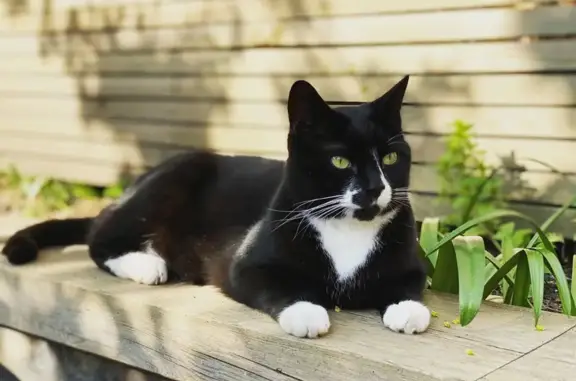 Help Find Wednesday: Lost Tuxedo Cat BS13