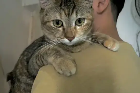 Lost Female Tabby Cat in Toa Payoh, SG!