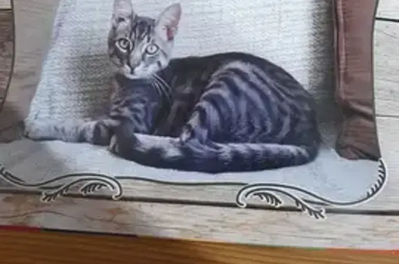 Animaux perdus Vitrolles, photo: Chat tigré perdu à Vitrolles