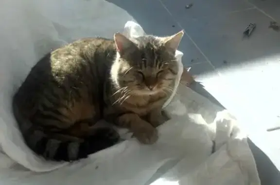 Chat perdu retrouvé à Eyguières - photo