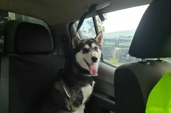 Lost Husky Grace in Liverpool - Help Find Her!