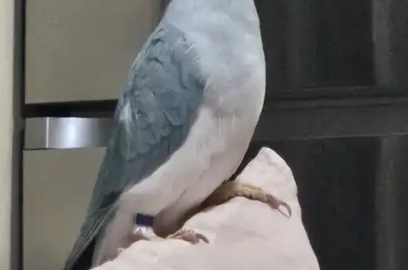 Missing: Blue Indian Ringneck 'Nemo' - Help Find!