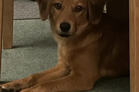 Lost Puppy Alert: Max in Tollers Lane!