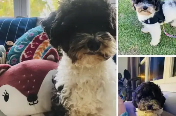 Lost Toy Poodle: Black & White, Blue Collar