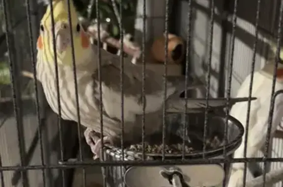 Missing Cinnamon Cockatiel from Glenmoy Ave!