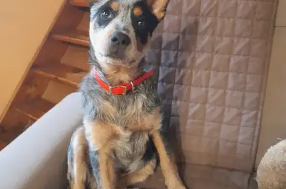 Chien perdu , photo : Chiot Bouvier Bleu Perdu - Marques