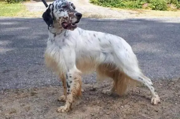 Animaux perdus , photo: Setter Anglais Volé à Sisteron