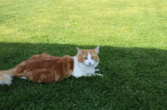 Animaux perdus , photo: Chat roux/blanc perdu à Pézy