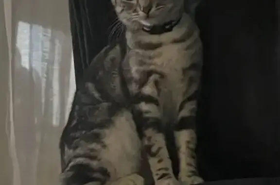 Animaux perdus Montpellier, photo: Chat Nala perdu - Rue Breton 9