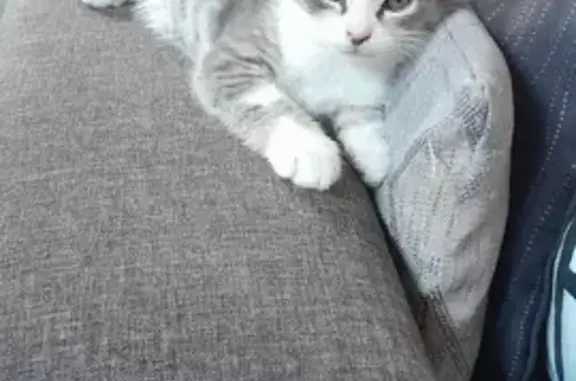 Animaux perdus Mulsanne, photo: Chaton gris-blanc perdu à Mulsanne