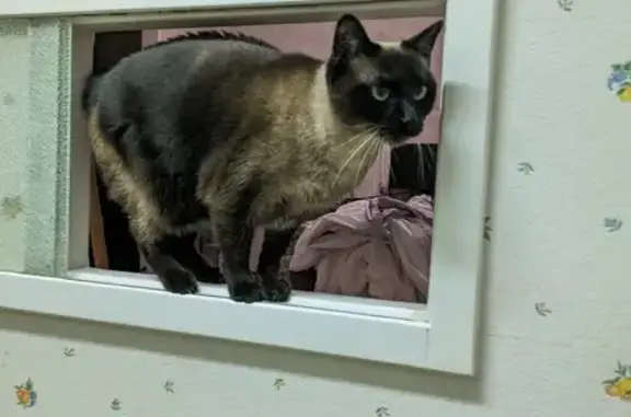 Chat perdu, , photo: Chatte siamoise perdue à Bouguenais