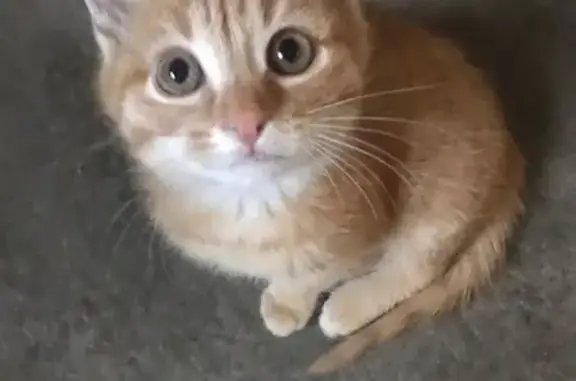 Chaton femelle trouvé à Montceau - photo