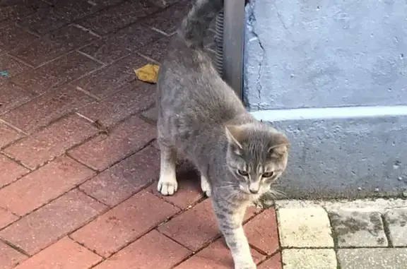 Animaux perdus Lille, photo: Chat gris perdu à Lille Moulins