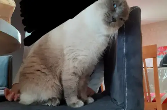 Animaux perdus Lampaul-Plouarzel, photo: Chatte siamoise perdue à Lampaul