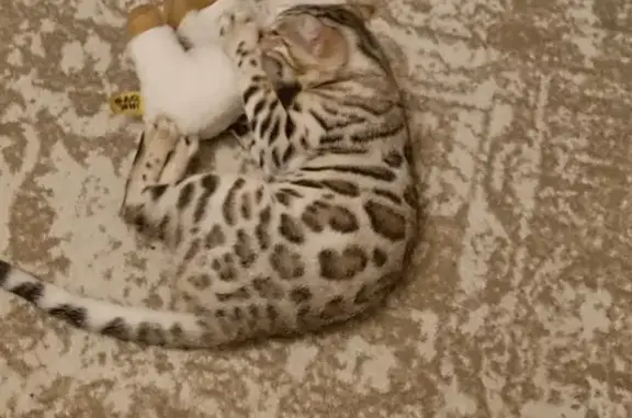 Lost Grey Bengal Cat - Ward End Area!