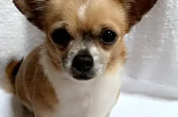 Chien perdu Ouzouer-sur-Loire, photo : Chihuahua blanc/marron perdu à Ouzouer