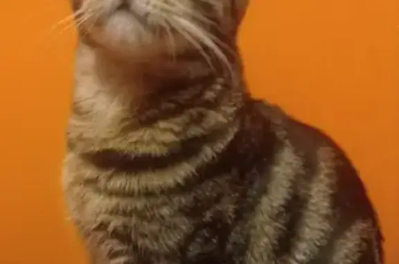 Chat trouvé Ris-Orangis, photo: Chat européen jeune trouvé à Ris-Orangis