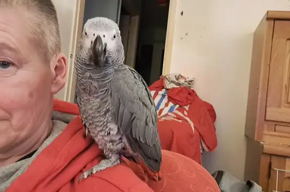 Lost pets , photo: Missing: Chatty Grey Parrot in Drayton! 🐦