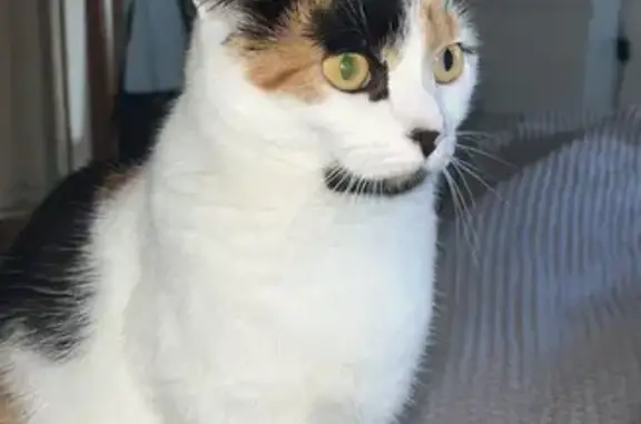 Lost Cat Penelope in Alfreton - Help Find Her!