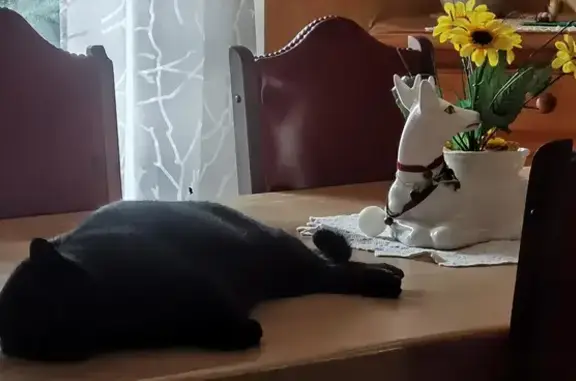 Chat noir trouvé, Fonsorbes - photo