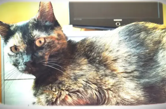 Chat perdu, Allonnes, photo: Chat caille tortue perdu - Allonnes