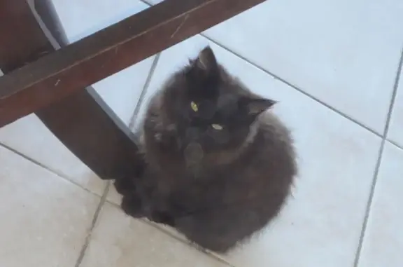 Animaux perdus Mérignac, photo: Chatte Lorna disparue à Mérignac