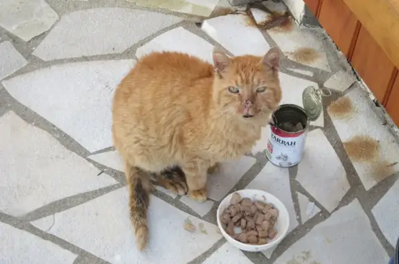 Animaux trouvés , photo: Chat roux blessé trouvé à Saint-Germain
