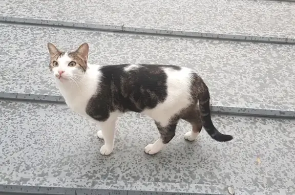 Chat perdu, Pantin, photo: Chat blanc/tigré perdu à Pantin