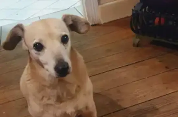 Lost pets , photo: Help Find Shasha: Senior Tan Dog Lost in Goodwood