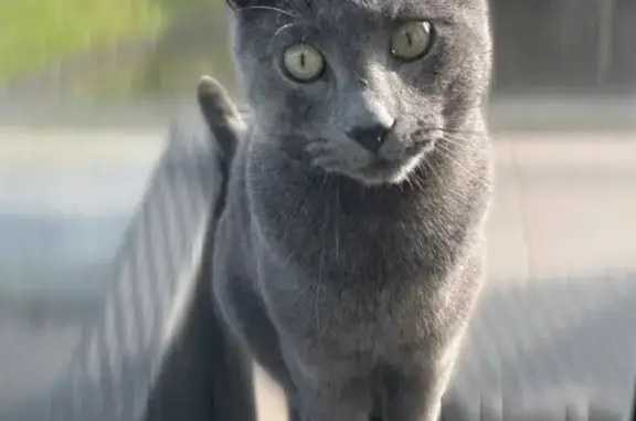 Lost Russian Blue Cat - Green Eyes, Knox Area!